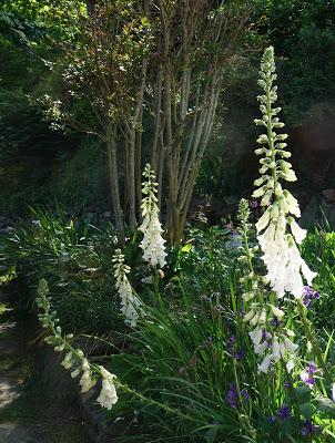More Flowers (I May Need an Intervention)