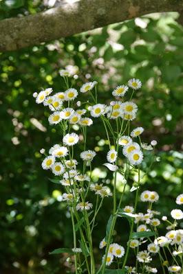 More Flowers (I May Need an Intervention)