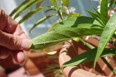 Monarch Butterfly Eggs in My Garden