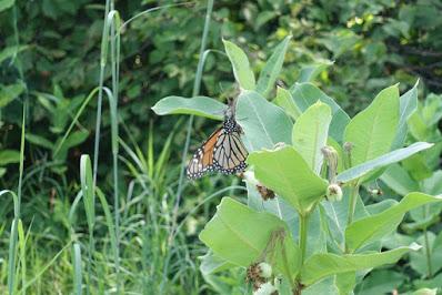 Monarch Butterfly Eggs in My Garden