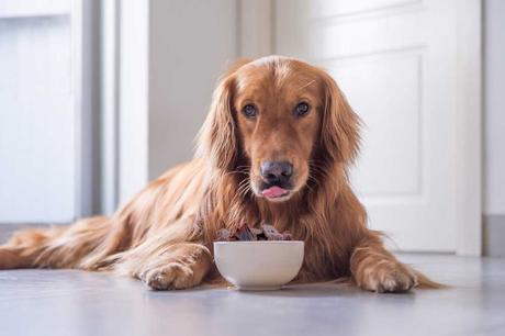 Can Dogs Eat Beef Jerky?