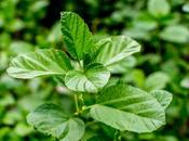 Bakuchi (Psoralea Corylifolia)