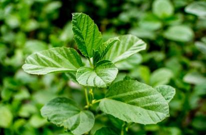 Bakuchi (Psoralea corylifolia)