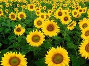 Surajmukhi (Sunflower) Medicinal Properties, Usage Health Benefits