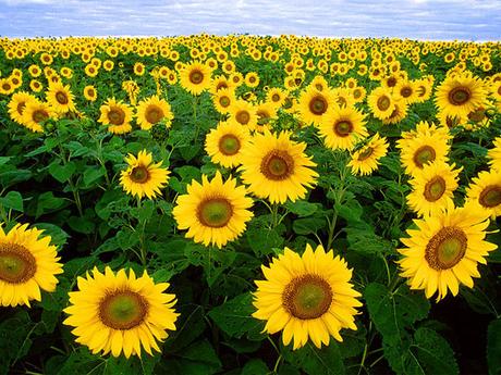 Surajmukhi (Sunflower) – Medicinal Properties, Usage & Health Benefits Surajmukhi (Sunflower) – Medicinal Properties, Usage & Health Benefits