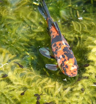 In the Little  Pond