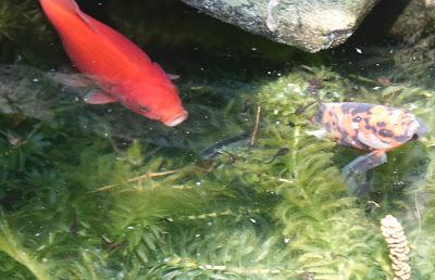 In the Little  Pond