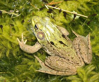 In the Little  Pond