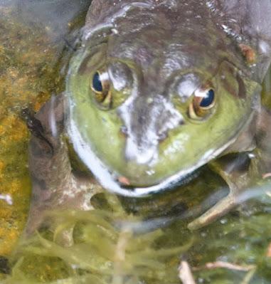 In the Little  Pond