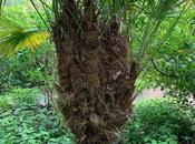 Multiheaded Trachycarpus