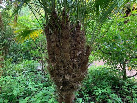 Multiheaded Trachycarpus