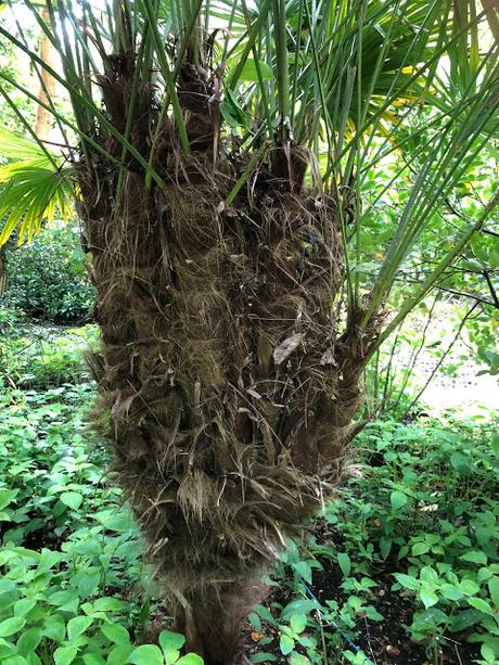 Multiheaded Trachycarpus