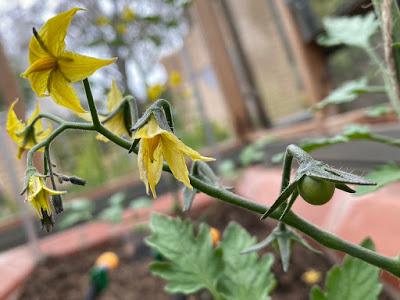 The Great Blackberry Garden Treasure Hunt - Discoveries Day 9