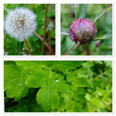 The Great Blackberry Garden Treasure Hunt - Discoveries Day 9