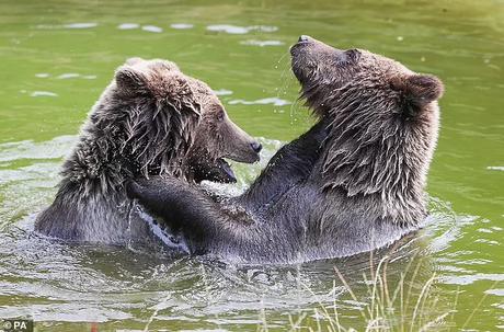 Brown bears euthanised in UK Zoo ... purpose of Zoological parks !!