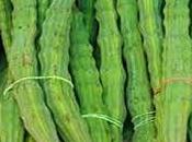 Sehjan (Drumstick) Ayurvedic Properties Medicinal Usage