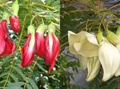 Agastya (Sesbania Grandiflora)