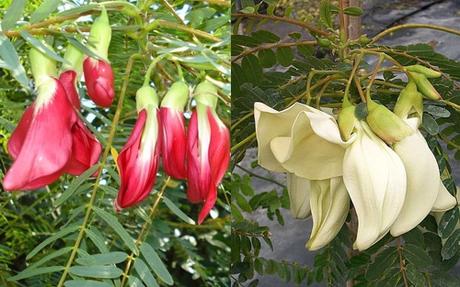 Agastya (Sesbania grandiflora) –