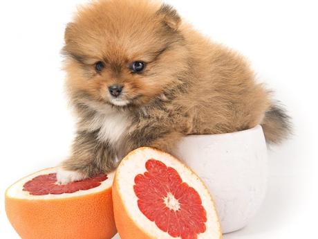 Is Grapefruit Good for Dogs?