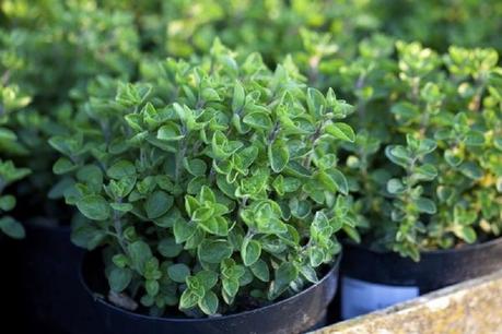 6 Essential Kitchen Herbs to Grow on Your Windowsill