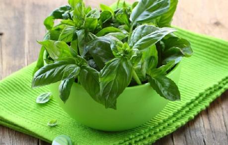 6 Essential Kitchen Herbs to Grow on Your Windowsill