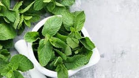 6 Essential Kitchen Herbs to Grow on Your Windowsill