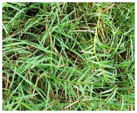 Doob Grass, Durva Grass – Ayurvedic Properties & Medicinal Usage