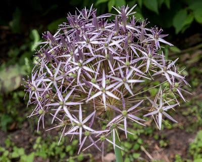 Spherical flowers in Hoboken's 11th St. flower beds
