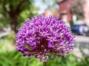 Spherical Flowers Hoboken's 11th Flower Beds