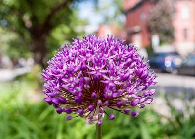 Spherical flowers in Hoboken's 11th St. flower beds