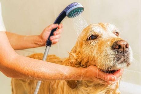 Clean Dog with Earthbath Mango Tango Dog Shampoo