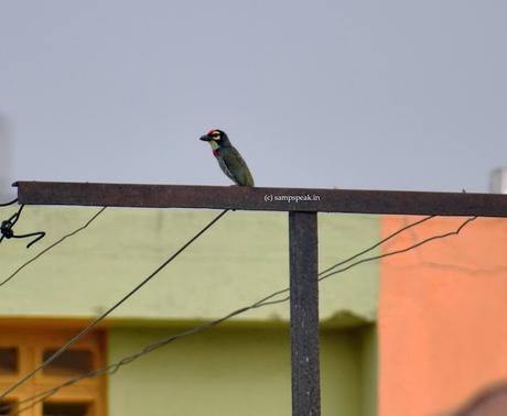 some history of clothe-clips - that we use daily !