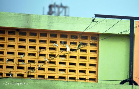 some history of clothe-clips - that we use daily !