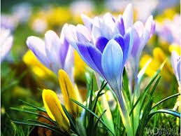 Spring flowers on green background. Early Spring Flowers Wallpapers Wallpaper Cave