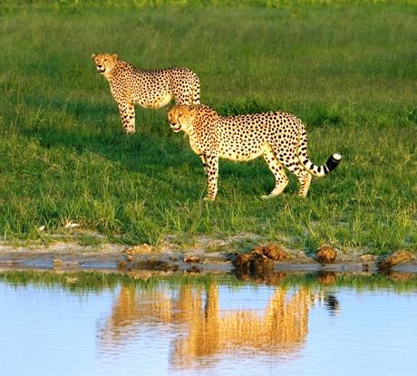 Cheetah .. .. .. to be back in India ...   the popular  matchbox at home !!