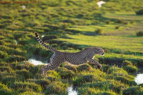 Cheetah .. .. .. to be back in India ...   the popular  matchbox at home !!