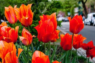 Friday Fotos: Blossoms and flowers