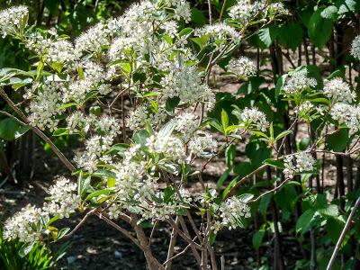 Friday Fotos: Blossoms and flowers