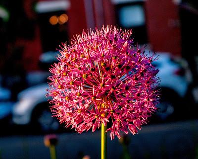 Friday Fotos: Blossoms and flowers