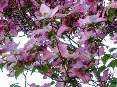 Friday Fotos: Blossoms and flowers