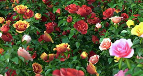 New Hq Plants Hd Flowers Vol 01 Roses 3d Architectural Visualization Rendering Blog