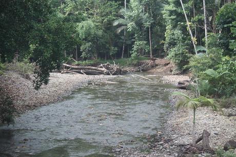 Why you should Jungle Surf within the Daintree Rainforest Daintree Rainforest