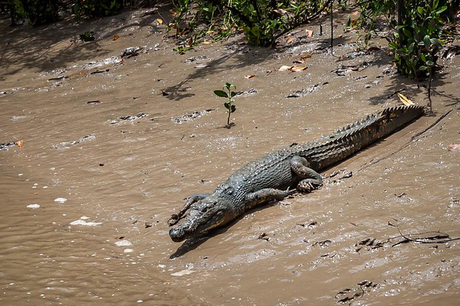 What is special about Darwin?