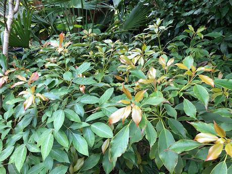 trochodendron aralioides