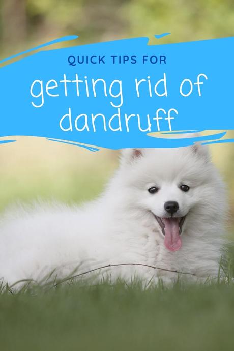 Quick tips for getting rid of dandruff on dogs.