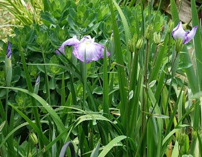 Silent Sunday