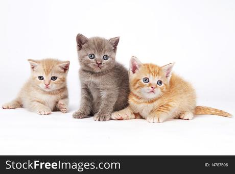 Little British Shorthair Kittens Free Stock Images Photos 14787596 Stockfreeimages Com