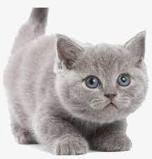The exotic shorthair cat has descended from the american shorthair and persian breeds, and has a short, plush coat. British Shorthair Kitten Png Free Transparent Png Download Pngkey