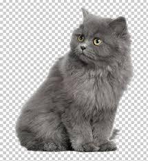 Cobby is the perfect word for them as their structure is short with strong legs, a big round head with. Persian Cat British Shorthair Kitten Dog Horse Png Clipart Animal Animals Carnivoran Cat Ear Cat Like