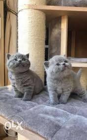 The british shorthair is the pedigreed version of the traditional british domestic cat, with a distinctively stocky body, dense coat, and broad face. British Shorthair Kittens Kuwait Free Trade Zone Olx Kuwait